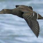 Sea duck flying over the water
