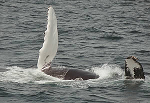 Humback whale with fin in the air, as if he is waving