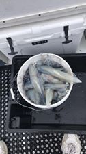 Bucket of squid caught on fishing charter