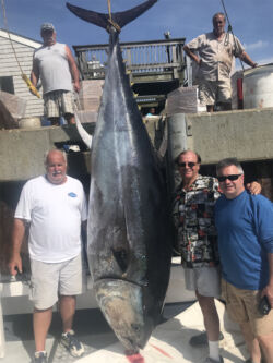 Huge - 1,000 pound - tuna hanging by its tail at Chatham Fish Pier with charter customers standing beside it
