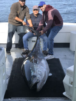 Bluefin tuna and three people