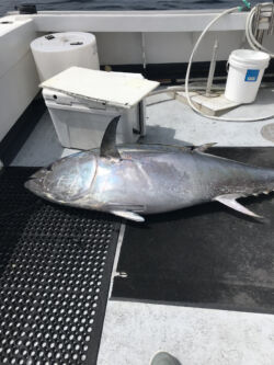 Bluefin tuna on boat deck
