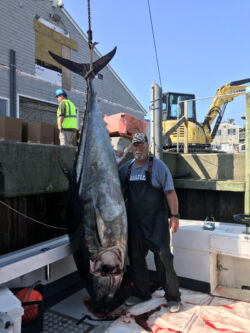 Captain at dock with huge bluefin tuna