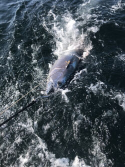Tuna on a line in the water before being reeled in