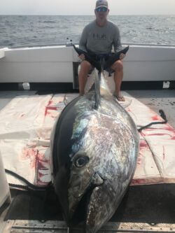 650 Pound Tuna September 2020