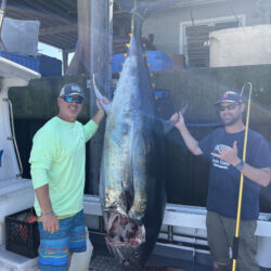 Giant bluefin tuna at Chatham Fish Pier
